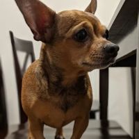 Katella Animal Clinic ico