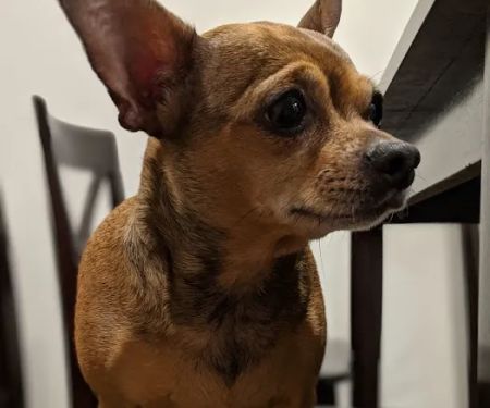 Katella Animal Clinic