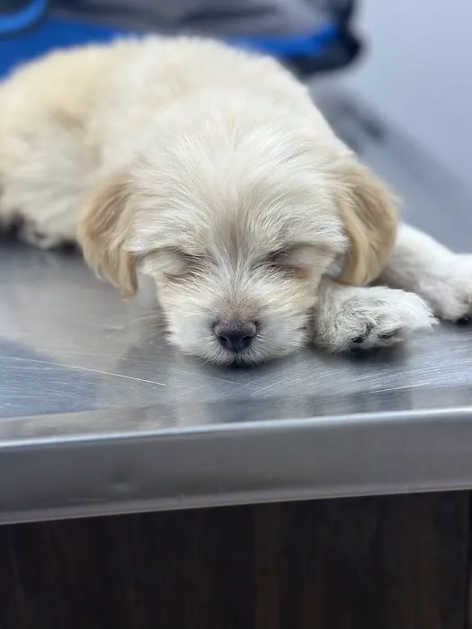Katella Animal Clinic Picture 5