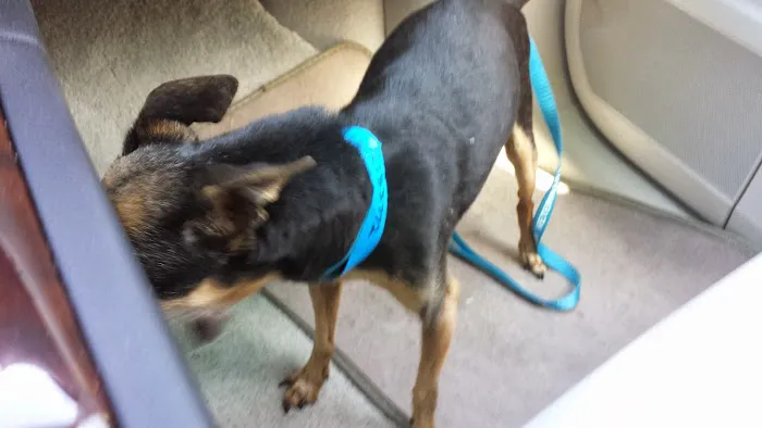 Katella Animal Clinic Picture 9