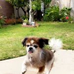 VCA Orange Animal Hospital