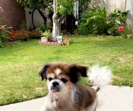 VCA Orange Animal Hospital