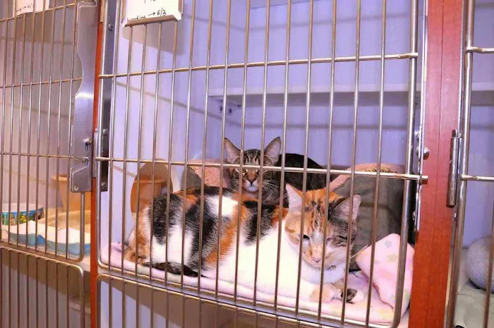 VCA Orange Animal Hospital Picture 7