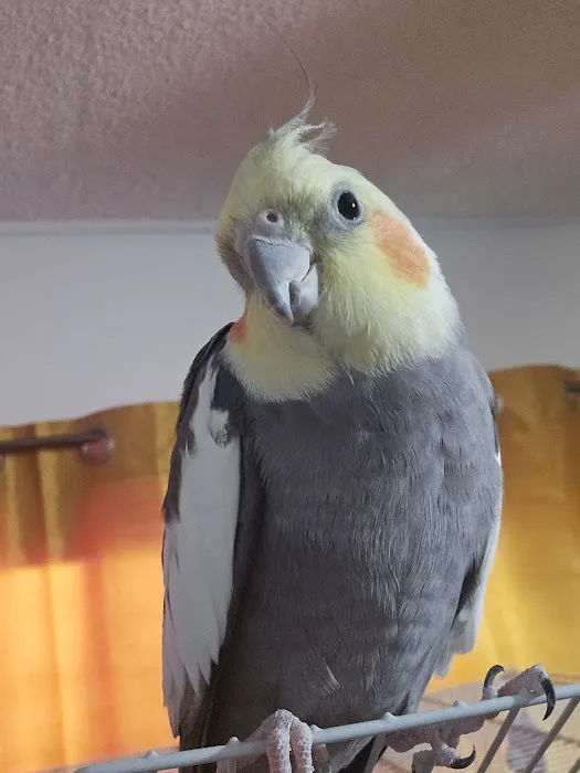 Bird Clinic Picture 4