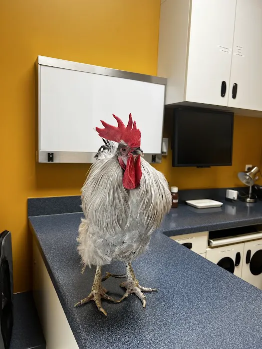 Bird Clinic Picture 1