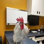 Bird Clinic