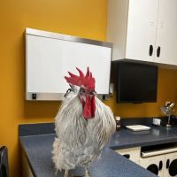 Bird Clinic ico