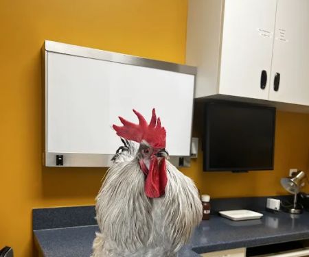 Bird Clinic