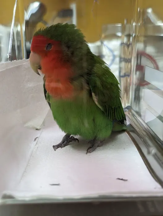 Bird Clinic Picture 2