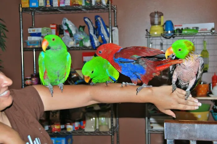 Bird Clinic Picture 8