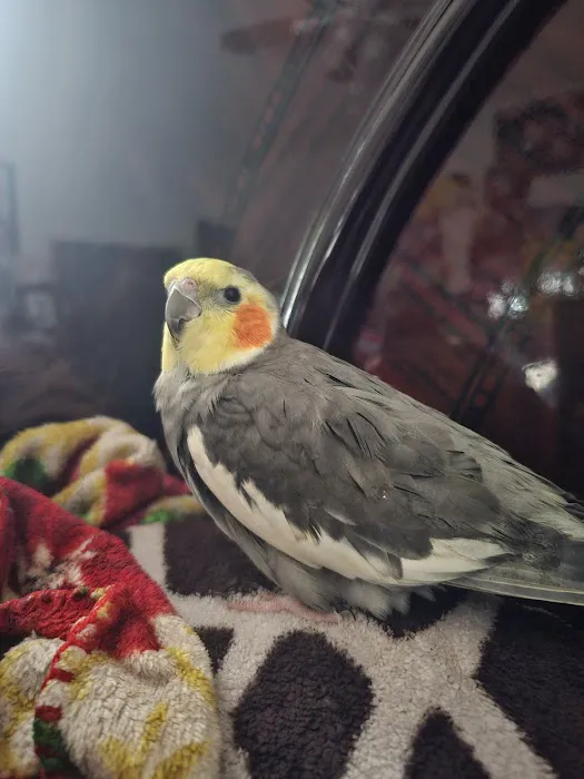 Bird Clinic Picture 6