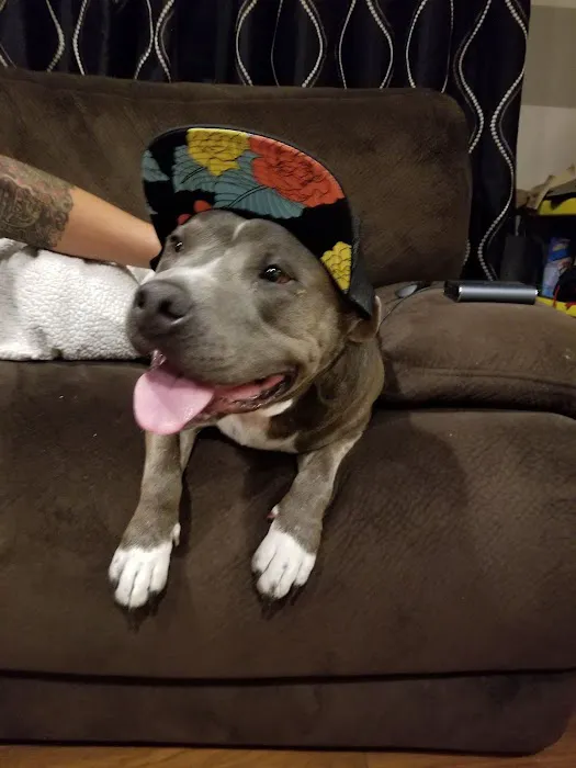 OC Veterinary Medical Center Picture 10