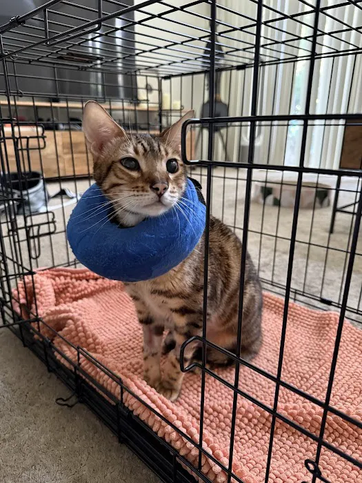 Lee Animal Hospital of Orange County: Walk-Ins Welcome Picture 3