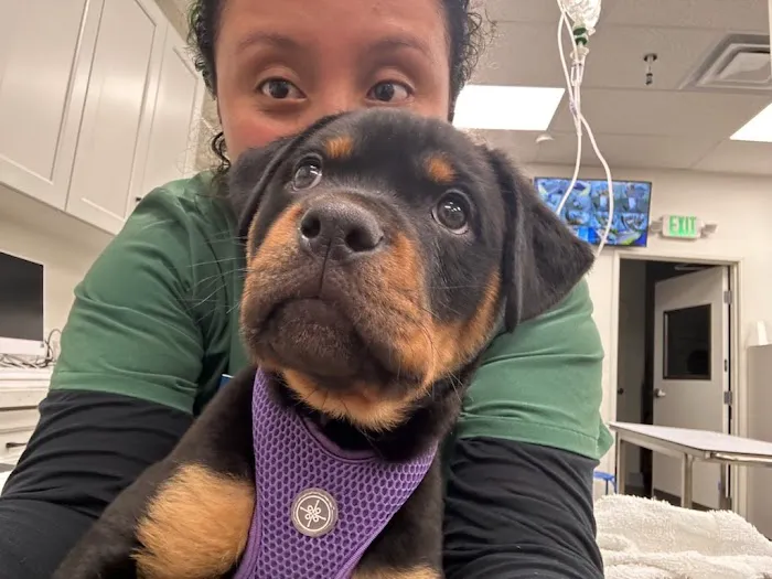 Lee Animal Hospital of Orange County: Walk-Ins Welcome Picture 7