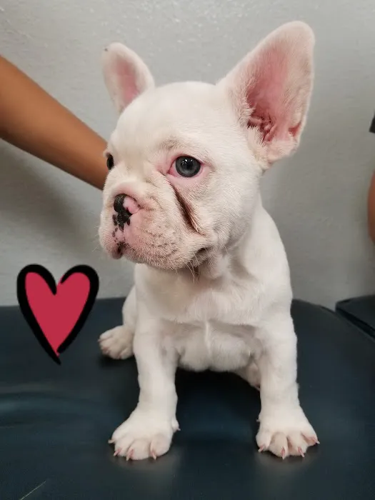 Healthy Pet Hospital and Grooming Picture 2
