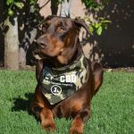 Healthy Pet Hospital and Grooming