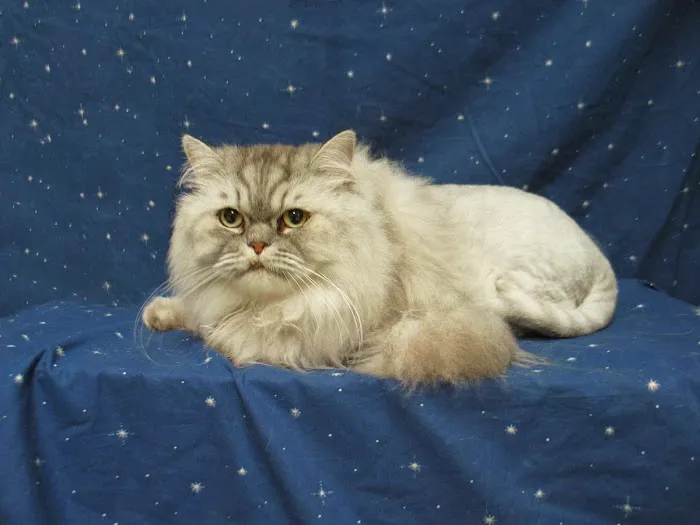 Healthy Pet Hospital and Grooming Picture 10