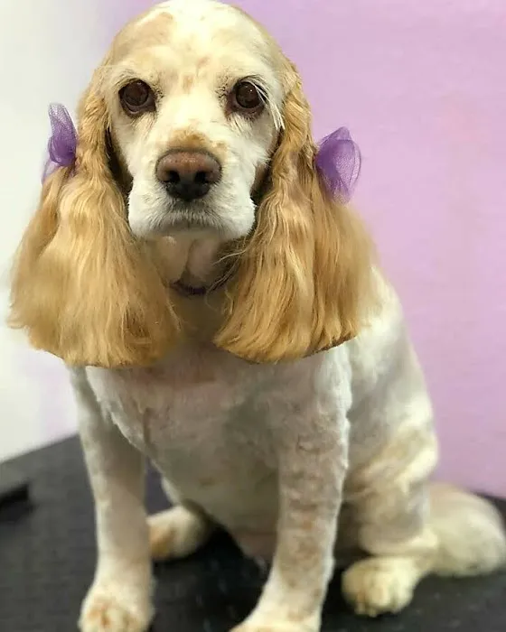Healthy Pet Hospital and Grooming Picture 8