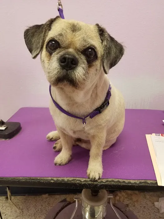 Healthy Pet Hospital and Grooming Picture 7