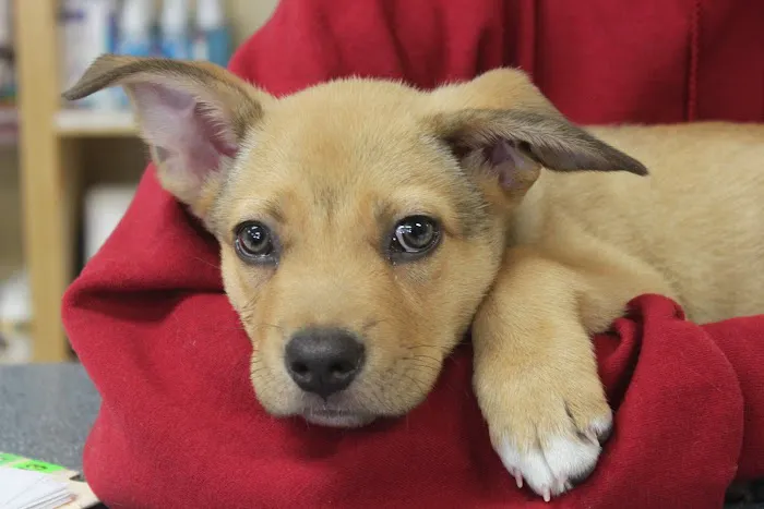 Healthy Pet Hospital and Grooming Picture 9