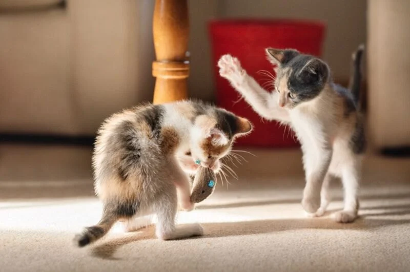 How to Recognize Normal vs Aggressive Kitten Play Fighting