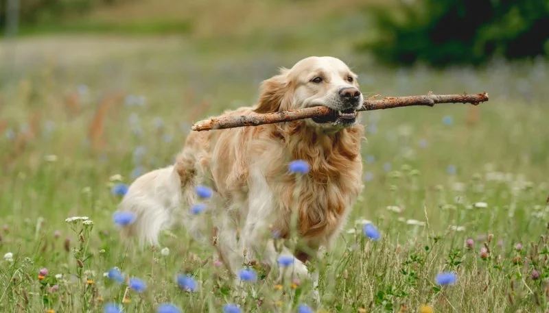 Top 10 Most Trainable Dog Breeds and Training Tips