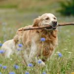 Top 10 Most Trainable Dog Breeds and Training Tips