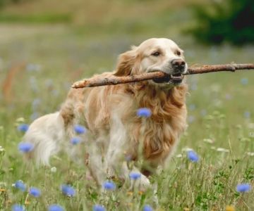 Top 10 Most Trainable Dog Breeds and Training Tips