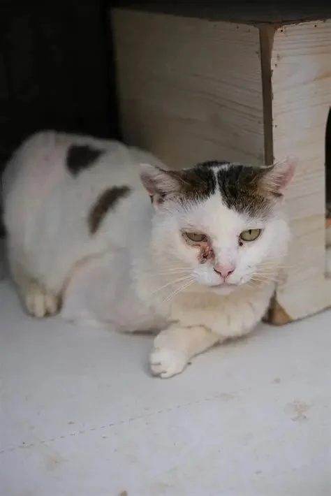 The Top 10 Most Common Kitten Health Problems: Prevention and Care Tips