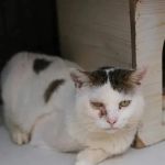 The Top 10 Most Common Kitten Health Problems: Prevention and Care Tips