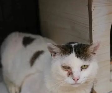 The Top 10 Most Common Kitten Health Problems: Prevention and Care Tips