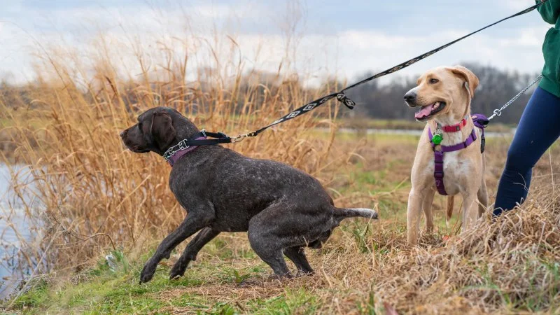How to Handle an Aggressive Dog on the Leash | Leash Training Tips