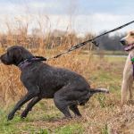 How to Handle an Aggressive Dog on the Leash | Leash Training Tips