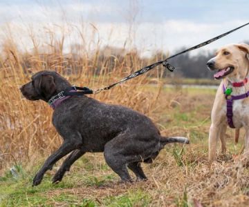 How to Handle an Aggressive Dog on the Leash | Leash Training Tips