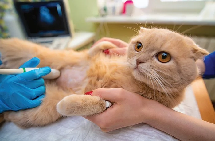 Why Does My Kitten Have a Lump on Their Belly? Understanding the Causes and Solutions
