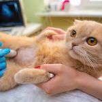 Why Does My Kitten Have a Lump on Their Belly? Understanding the Causes and Solutions