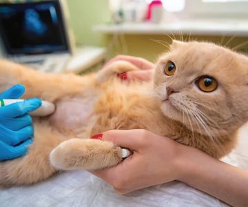 Why Does My Kitten Have a Lump on Their Belly? Understanding the Causes and Solutions