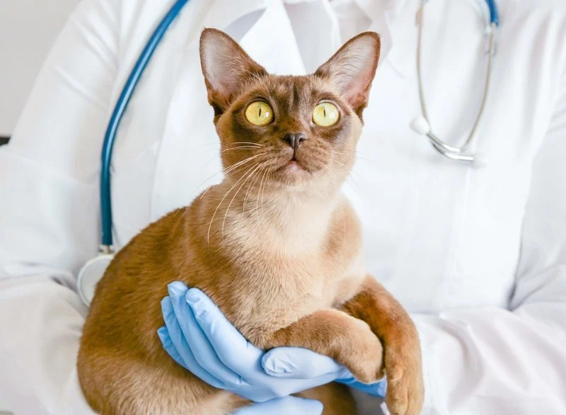 A Complete Guide to Feline Heart Disease: Symptoms and Life Expectancy