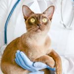 A Complete Guide to Feline Heart Disease: Symptoms and Life Expectancy