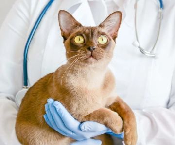 A Complete Guide to Feline Heart Disease: Symptoms and Life Expectancy