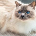 The Best Diet for a Birman Kitten's Blue Eyes