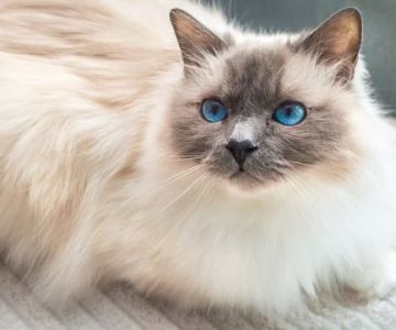 The Best Diet for a Birman Kitten's Blue Eyes