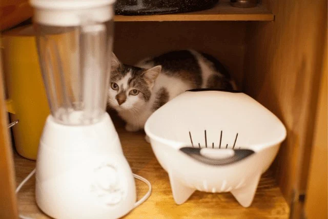 How to Stop Your Kitten from Getting into Cabinets