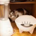 How to Stop Your Kitten from Getting into Cabinets