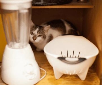 How to Stop Your Kitten from Getting into Cabinets