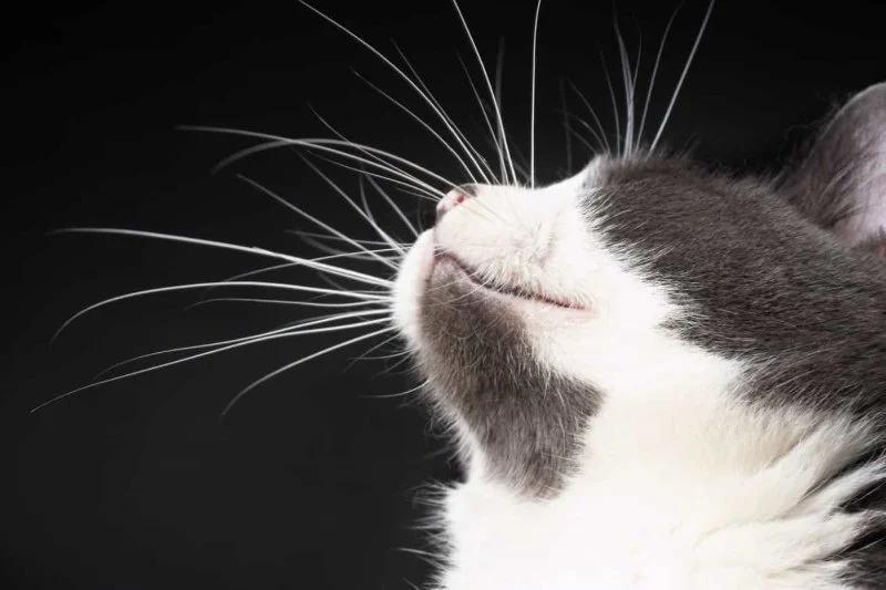 How to Help a Kitten with a Broken Whisker - A Complete Guide
