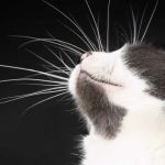How to Help a Kitten with a Broken Whisker - A Complete Guide