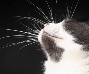 How to Help a Kitten with a Broken Whisker - A Complete Guide