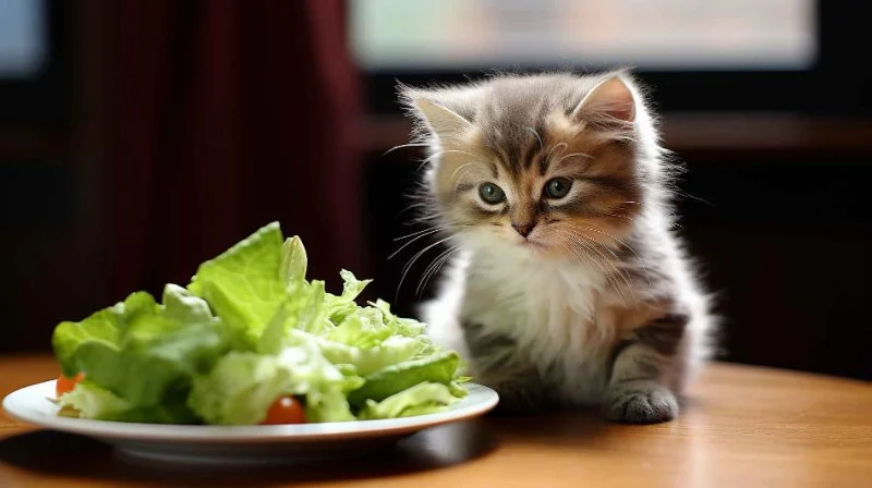 The Science of a Kitten's Digestive System: How It Works and What You Need to Know