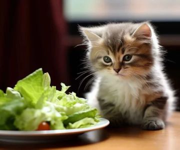 The Science of a Kitten's Digestive System: How It Works and What You Need to Know
